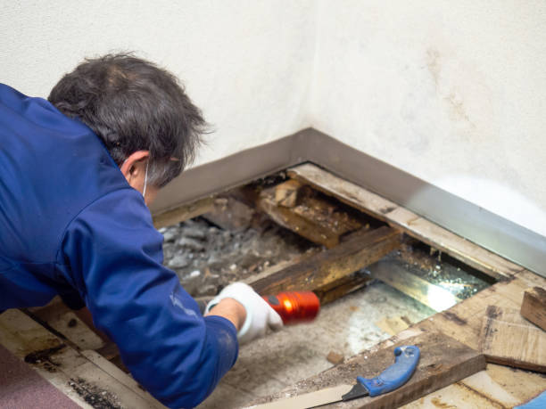 Best Mold Remediation for Schools in Weslaco, TX