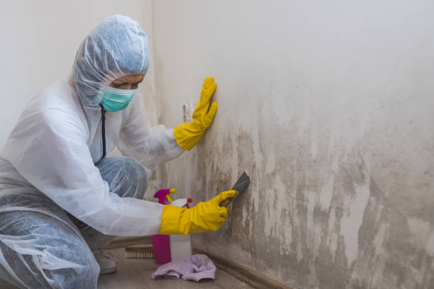 Best Mold Testing and Inspection Services in Weslaco, TX