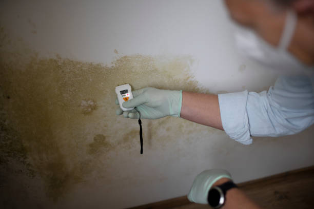 Best Industrial Mold Remediation in Weslaco, TX