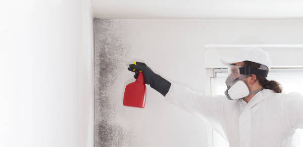 Best Residential Mold Remediation in Weslaco, TX