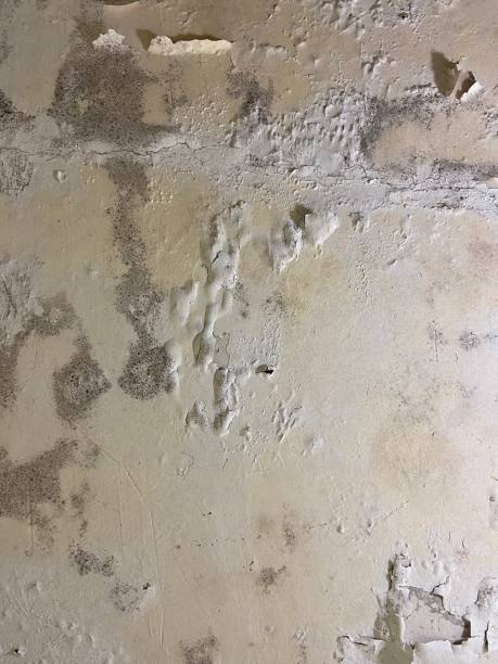Best Kitchen Mold Remediation in Weslaco, TX