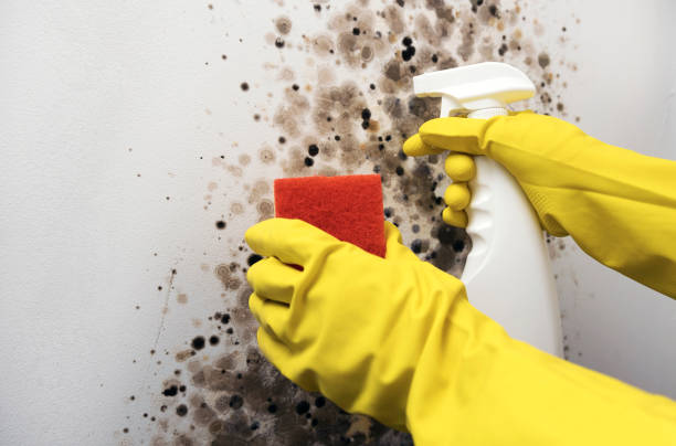 Best White Mold Remediation in Weslaco, TX