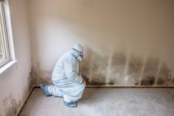 Best Basement Mold Remediation in Weslaco, TX